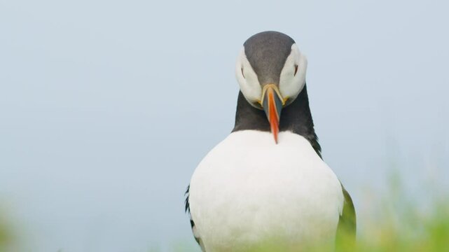 Close up of Atlantic Puffin in grass, grooming, Lunga island