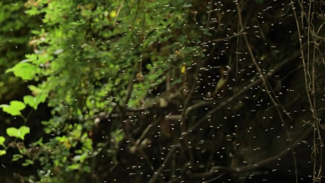 Cloud of mosquitoes (midges) in the forest in the evening
