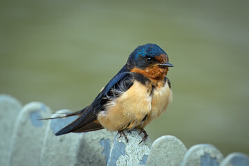 Barn swallow