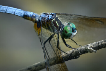 Dragon fly