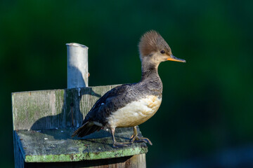 Merganser duck