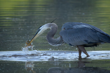Blue heron eating a fish