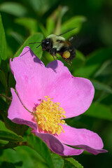Bumblebee hovering over a pink flower