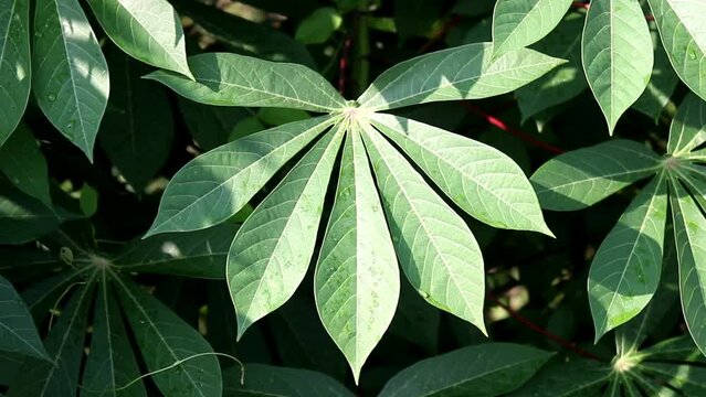 Cassava Leaves. Green Cassava Leaves. Cassava Leaves Background. Cassava Leaves Plant or Daun Singkong.