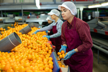 Portrait of young girl busy on factory for processing agricultural produce, sorting ripe orange mandarins on conveyor line © JackF