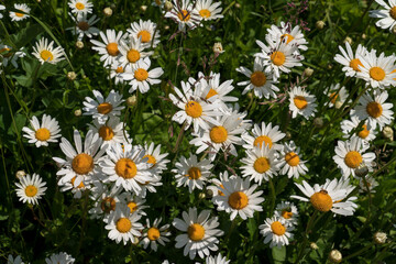 Fototapeta premium Blooming nivyanik ordinary (Lat. Leucanthemum vulgare) is a species of perennial herbaceous plants of the family Compositaceae (Asteraceae)