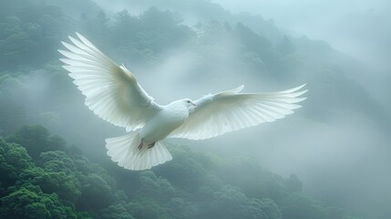 Obraz premium dove of peace 