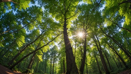 Obraz premium Sunbeams in a Green Forest