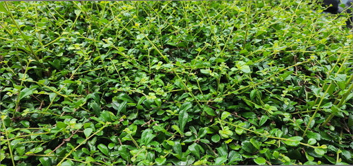 Selective focus of Fukien Tea or Philippine Tea planted along the fence of the house. Carmona retusa (Vahl.) Masum, thick leaves, 3-lobed, serrated tips, dark green, shiny. Popularly grown 
