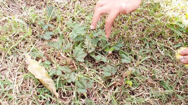 little boy's hand is touching Mimosa pudica L leaves. Playing and learning in nature. Putri malu.