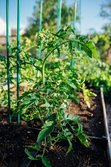 Young tomatoes in the garden. Tomato bushes are blooming. Growing vegetables in rural areas. Care and treatment of plants. Future harvest.