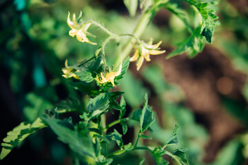 Young tomatoes in the garden. Tomato bushes are blooming. Growing vegetables in rural areas. Care and treatment of plants. Future harvest.