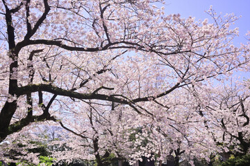 桜の木と青空