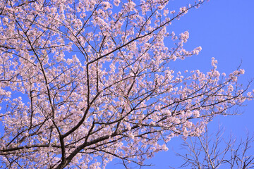 桜の木と青空