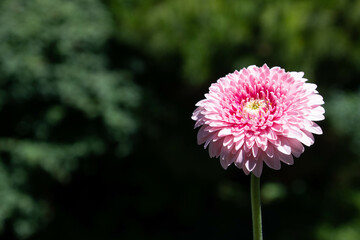 Fototapeta premium ピンクのガーベラ