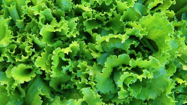Green lettuce leaves in the garden. Natural background and texture. Organic farm. Healthy eating. Foods rich in vitamins. Agricultural industry.