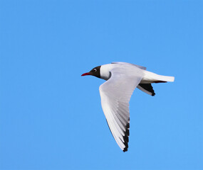 seagull in the sky
