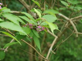 明治神宮御苑に生えているシソ科の植物