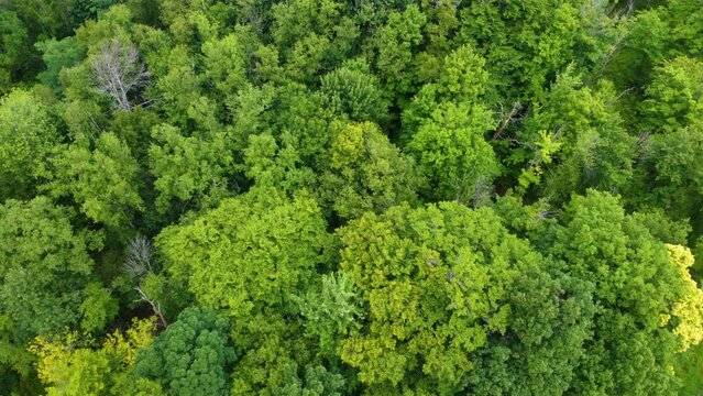 A drone flight over the forest.