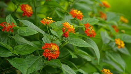 Close-up of colorful Lantana camara flowers blooming