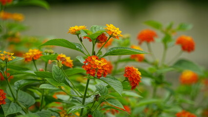 Close-up of colorful Lantana camara flowers blooming