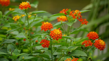 Close-up of colorful Lantana camara flowers blooming