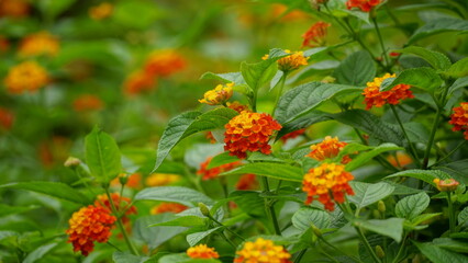 Close-up of colorful Lantana camara flowers blooming