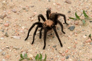 close up of a male oklahoma brown tarantula during the annual fall  tarantula trek in vogel canyon, along the santa fe trail scenic byway near la junta, in southeastern colorado 