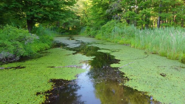 A drone flight over a pond in the middle of the forest.