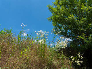 大和川の河川敷に咲くヒメジョオン