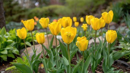 Obraz premium Blooms of yellow tulips grace the garden