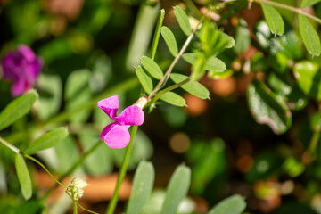 pink and white flowers