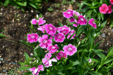 Obraz premium ナデシコ Dianthus