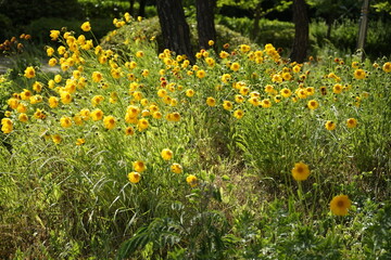 노랑 야생화가 피어 아름답습니다