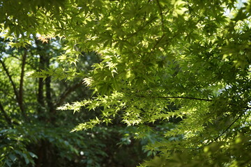 한여름 나뭇잎들이 시원합니다