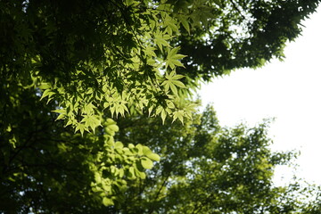 Obraz premium 한여름 나뭇잎들이 시원합니다