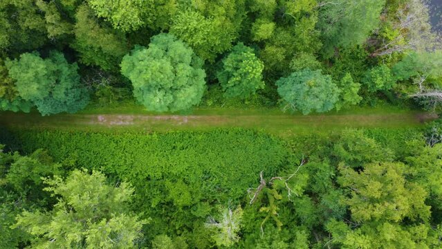 A drone flight over a path in the forest.