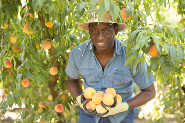 Happy smiling african american gardener holding freshly picked ripe peaches during harvest in...