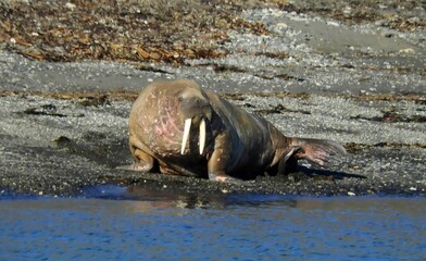 Fototapeta premium an atlantic walrus with ivory tusks sitting on the rocky shore in the billefjorden, near longyearbyen, svalbard, norway 