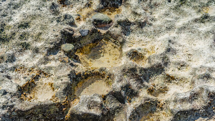 The texture of the seabed at low tide. Puddles of water between exposed rocks, algae, shells. View from above. Close-up. Full frame.