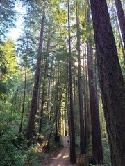 Obraz premium Trail through a dense redwood forest in the Santa Cruz mountains, California