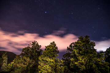 Illuminated Trees under a Magical Night Sky
