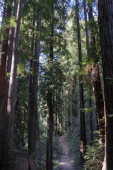 Fototapeta premium Trail through a dense redwood forest in the Santa Cruz mountains, California