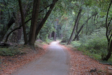 The Pipeline trail goes through tall strands of redwoods in Henry Cowell Redwood State Park