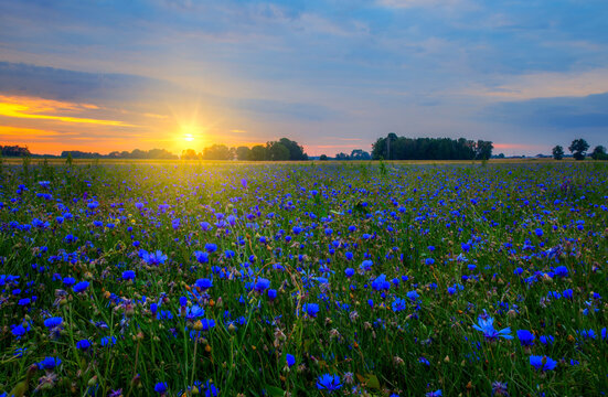 Field of blue cornflowers during sunrise