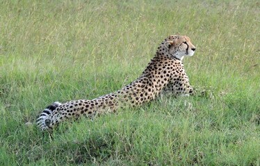 cheetah  lying in the green grass on safari in maasai mara national game  reserve, kenya,  east  africa