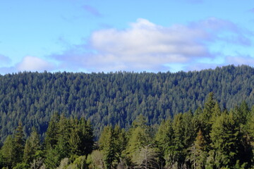 Dense forests of redwoods cover the slopes of mountains in Henry Cowell Redwood State Park