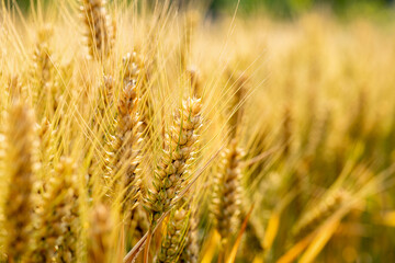 golden wheat field