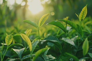 Obraz premium Lush green tea plants stretch through a field, basking in sunlight
