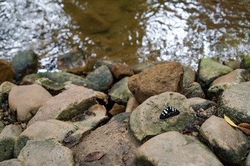 Butterfly resting on rock by riverbank